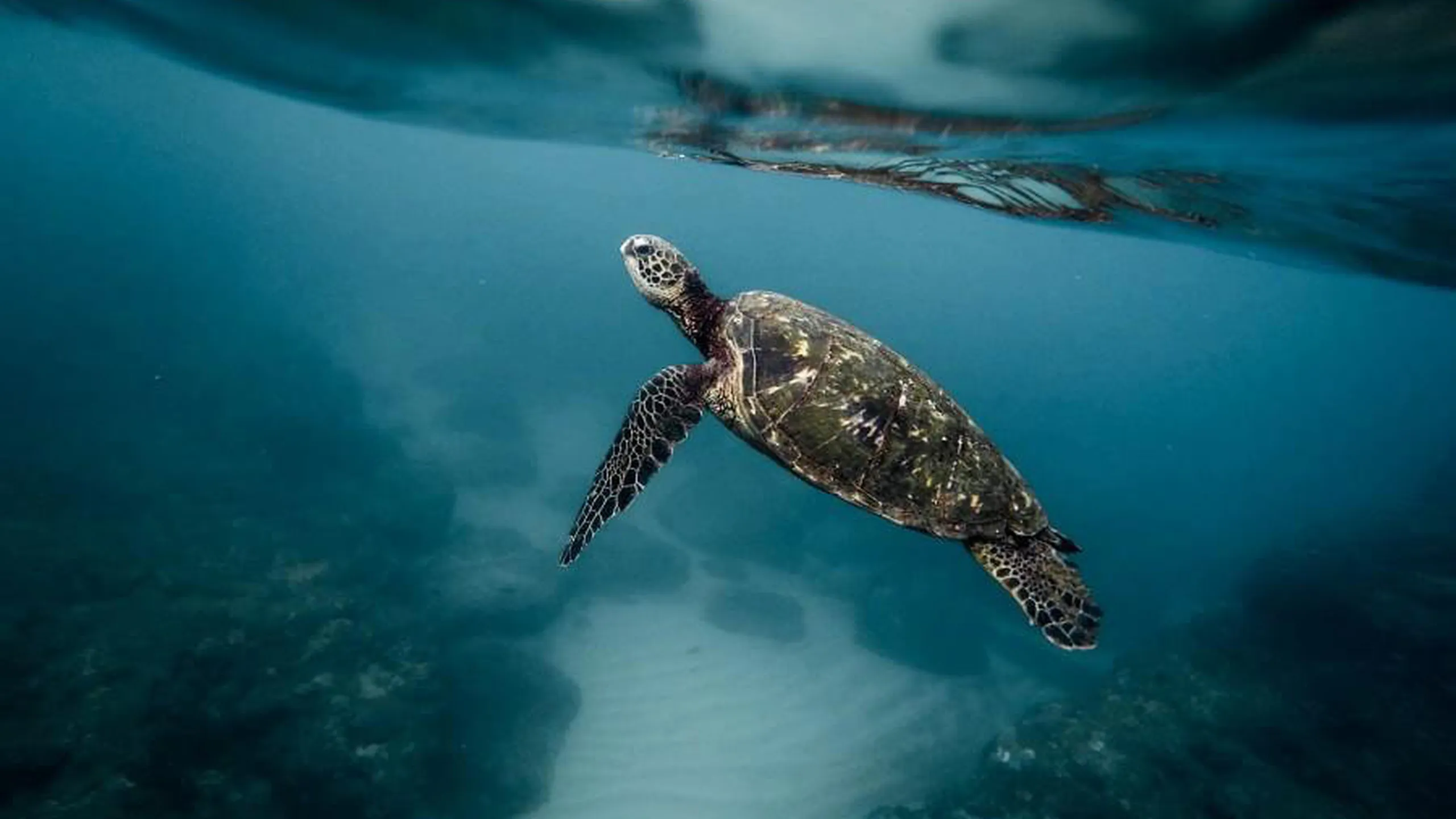 Saint Barth Le Carl Gustaf Plongée sous marine