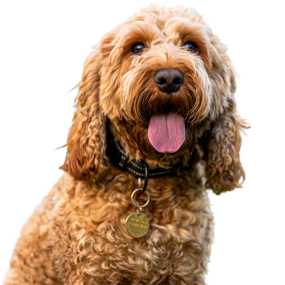 Cockapoo