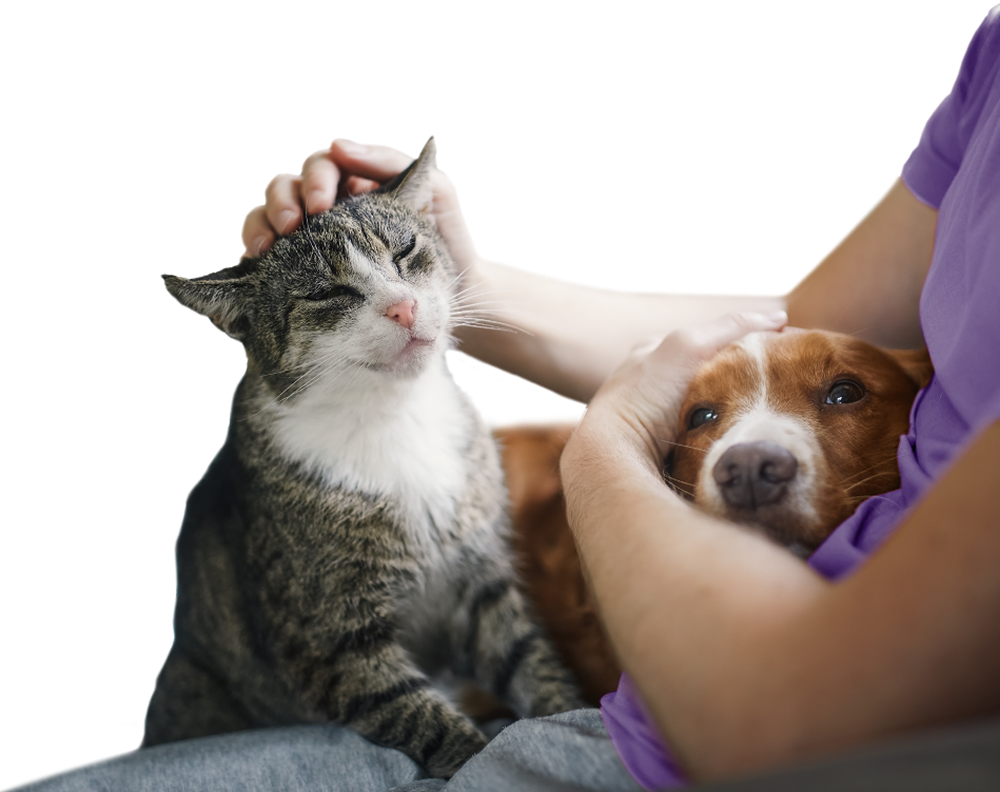 Pet insurance policy wording