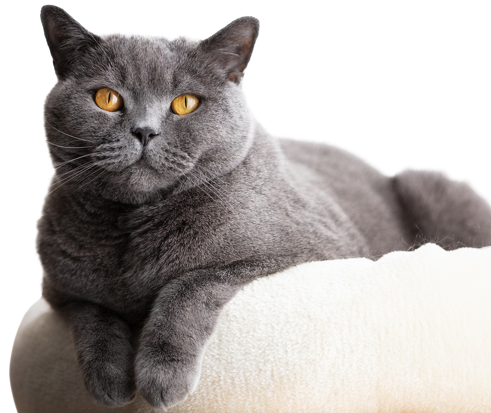 British shorthair 