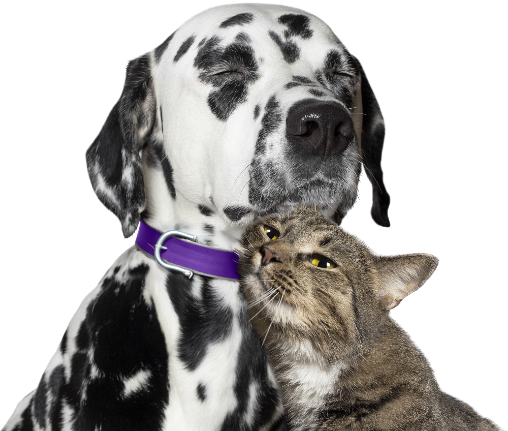 Pet insurance