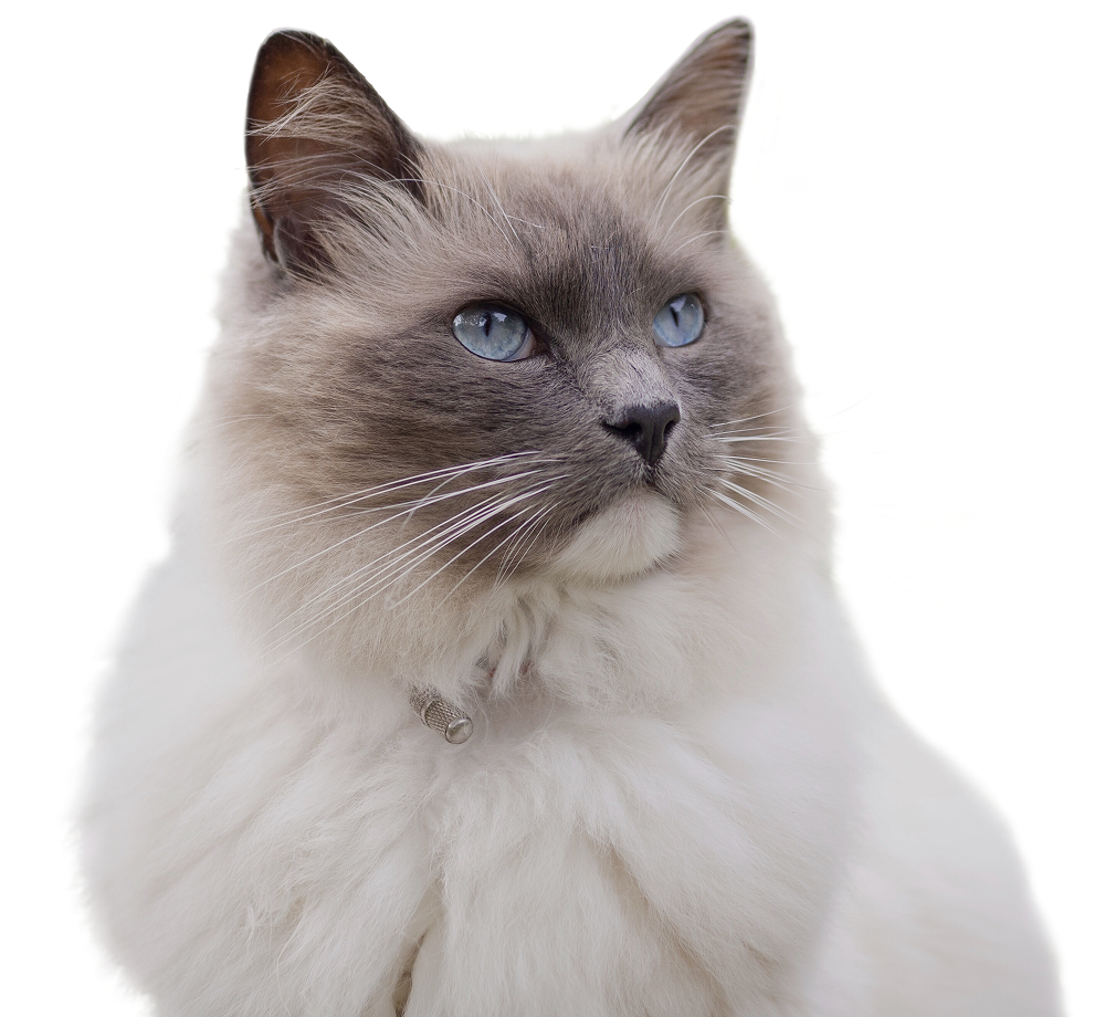 Ragdoll 