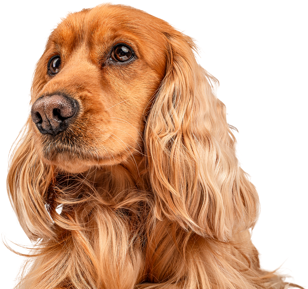 Cocker spaniel