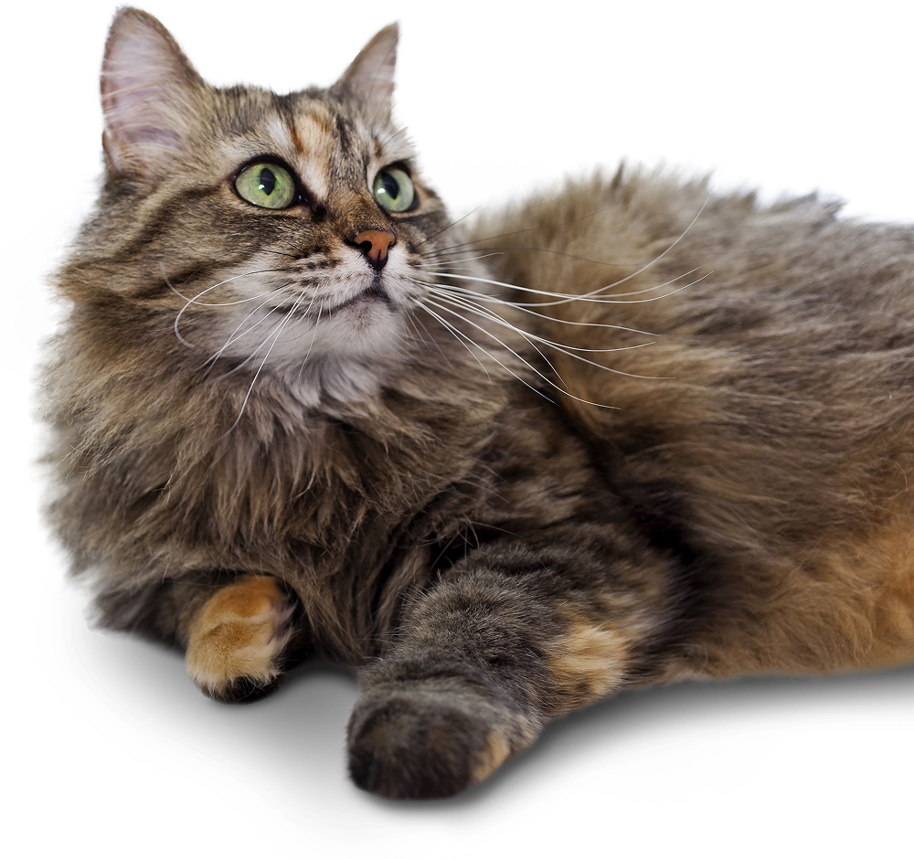 Domestic longhair
