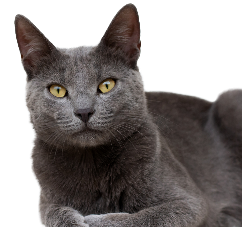 Russian blue