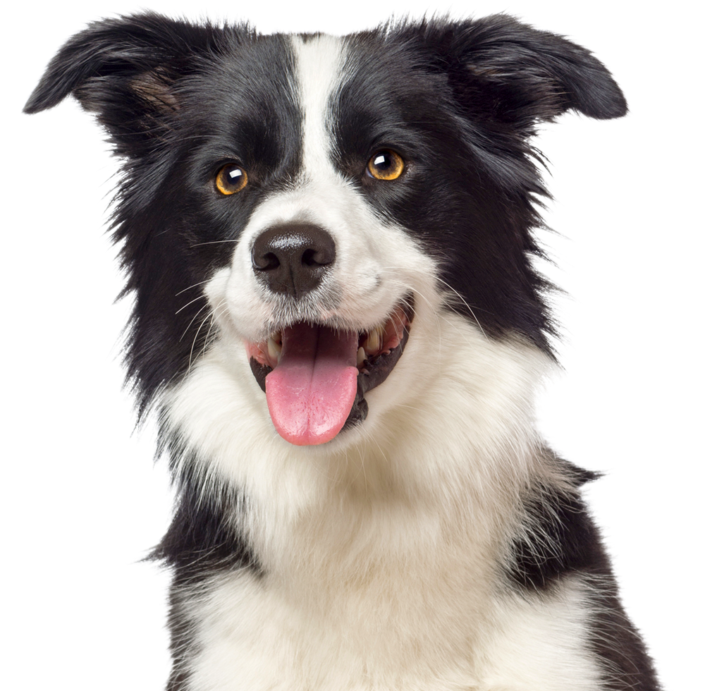 Border collie
