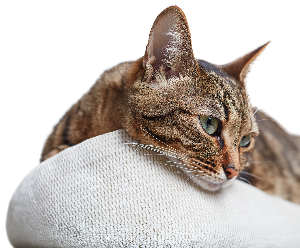 Domestic shorthair