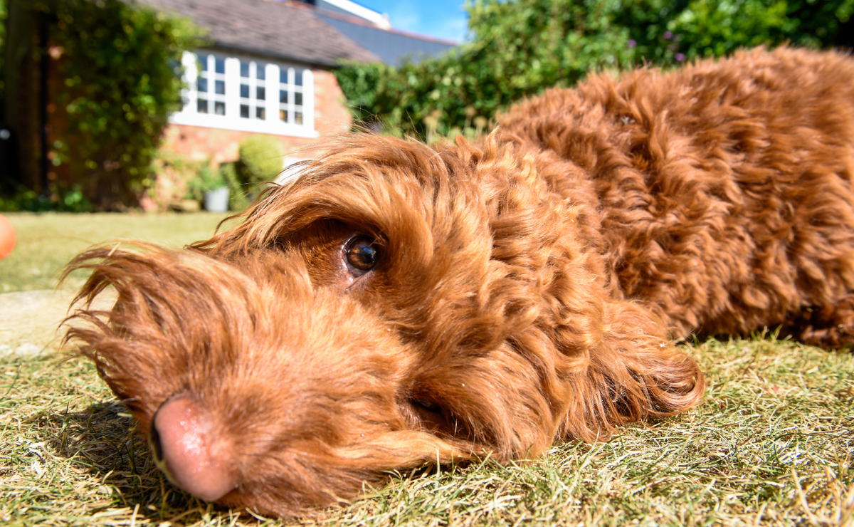 Pet insurance for cockapoo