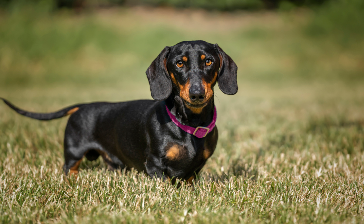 Pet insurance for dachshund 