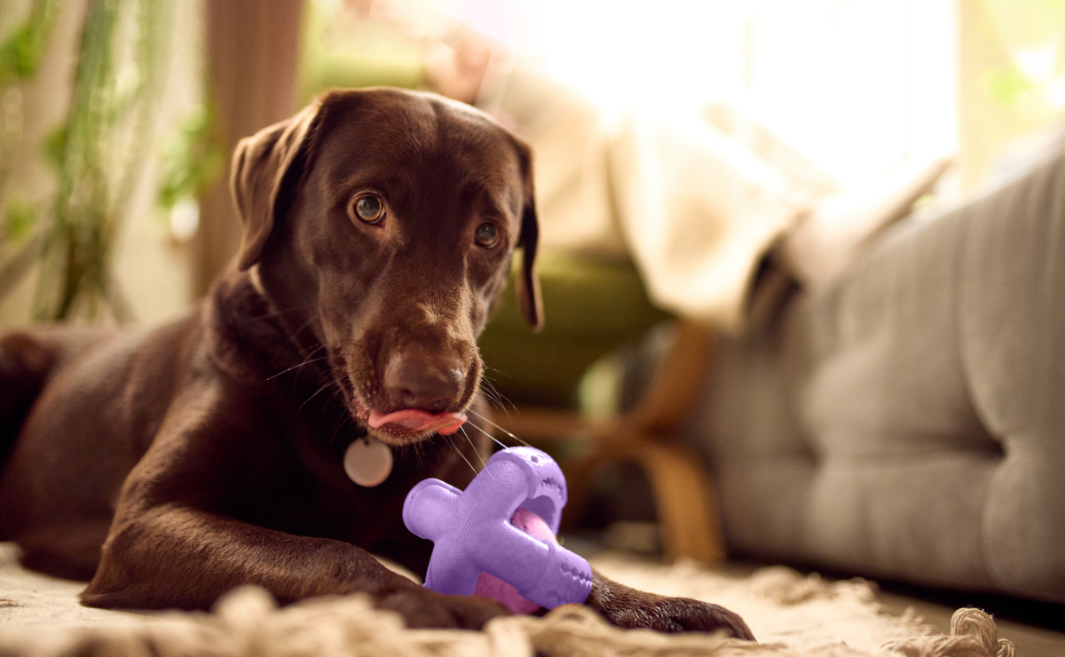 Pet insurance for labrador