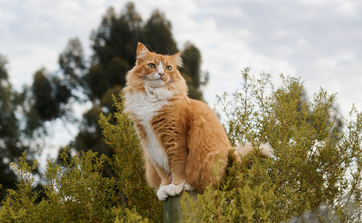 Pet insurance for domestic longhair 
