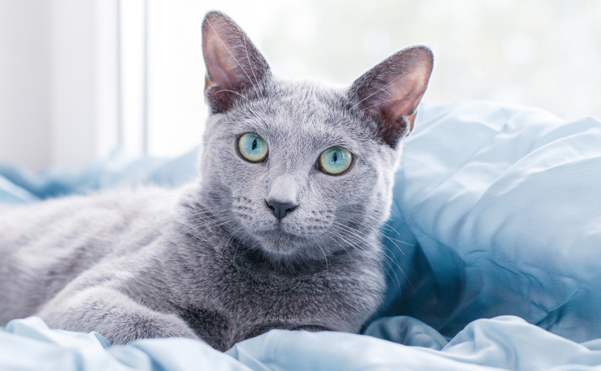 Pet insurance for Russian blue