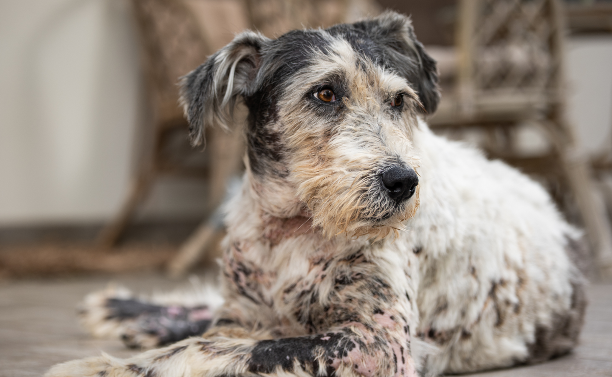 Pet insurance for mixed breed
