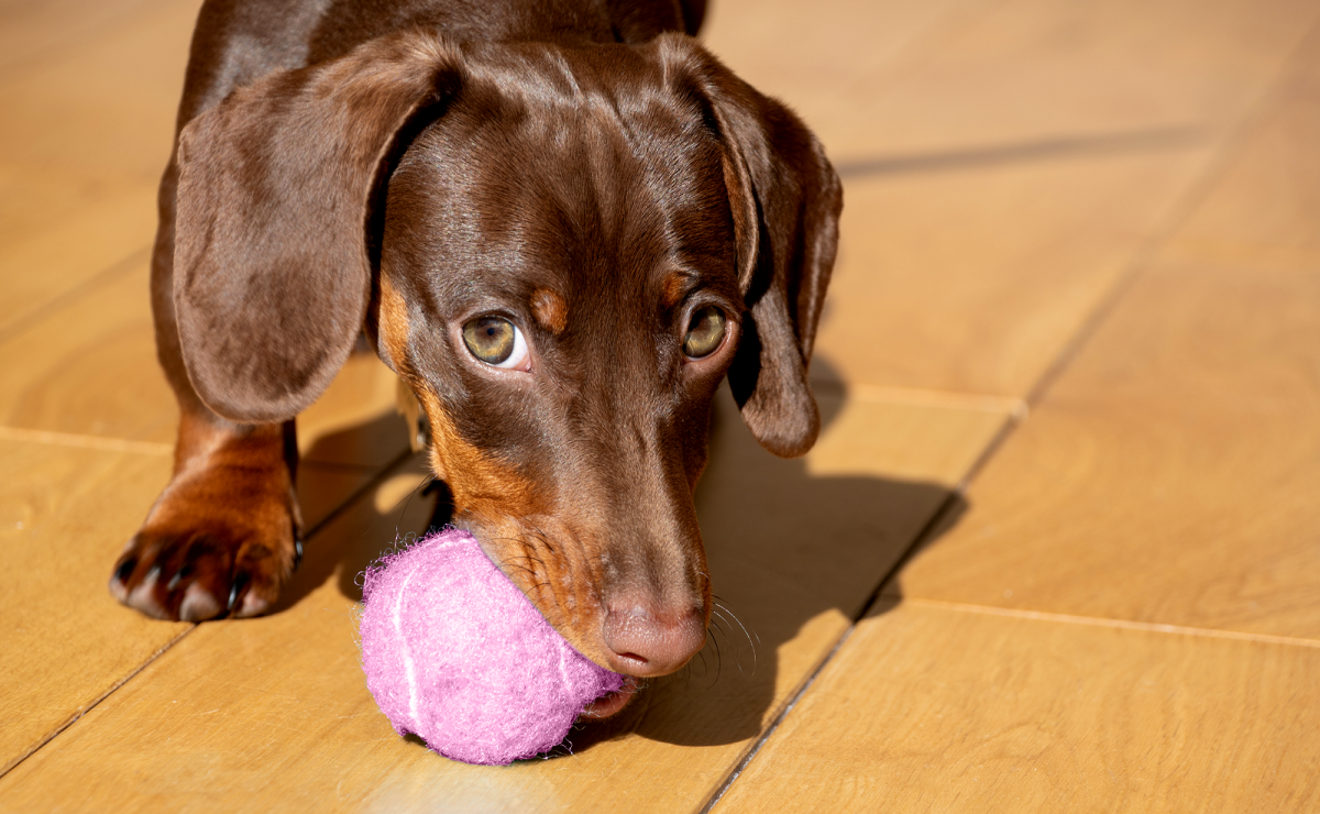 Pet insurance for dachshund