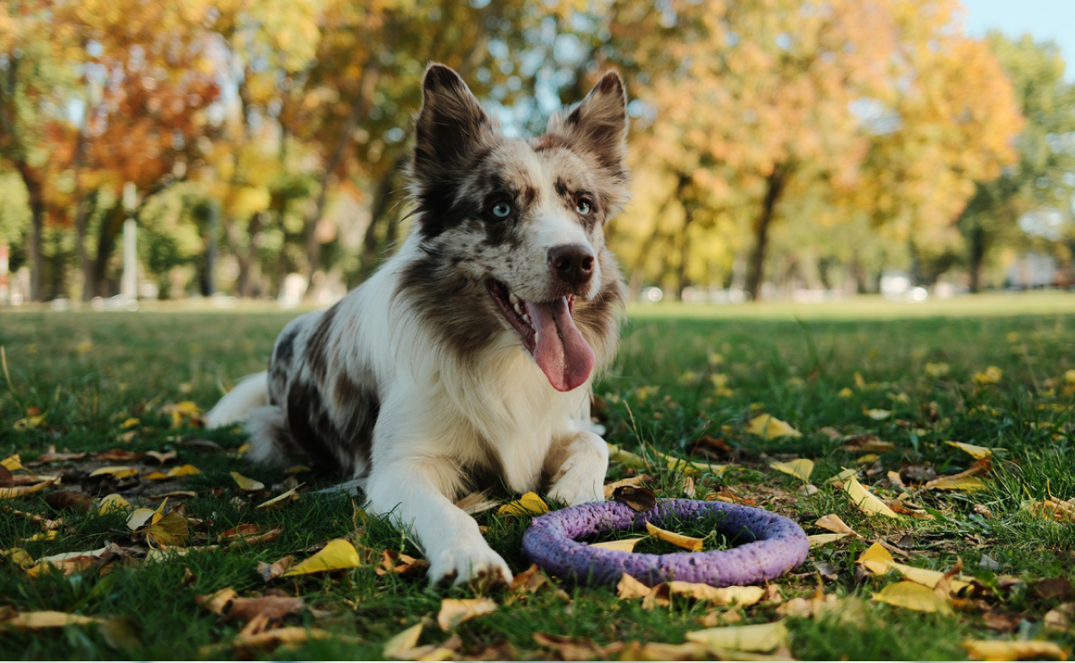 Pet insurance for border collie