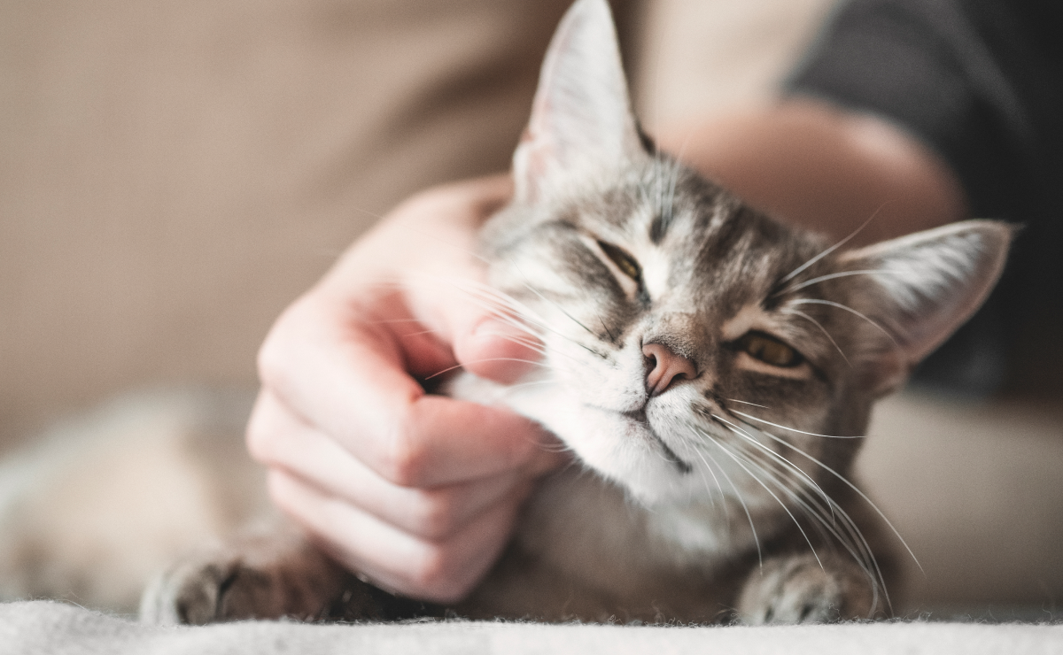 Pet insurance for domestic shorthair