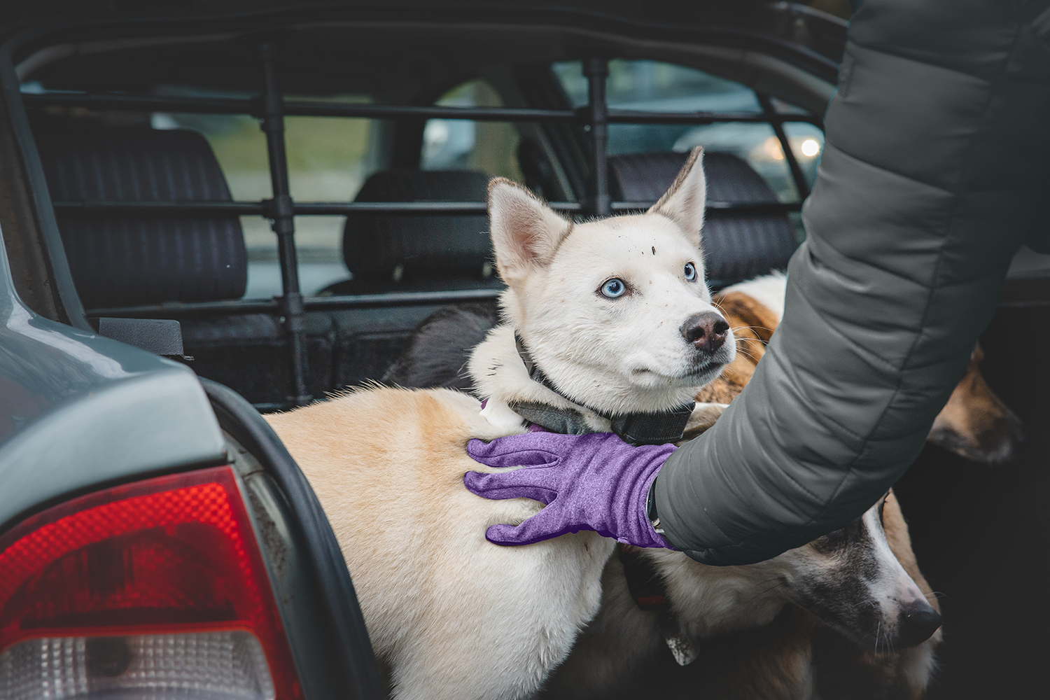 Preventing pet theft