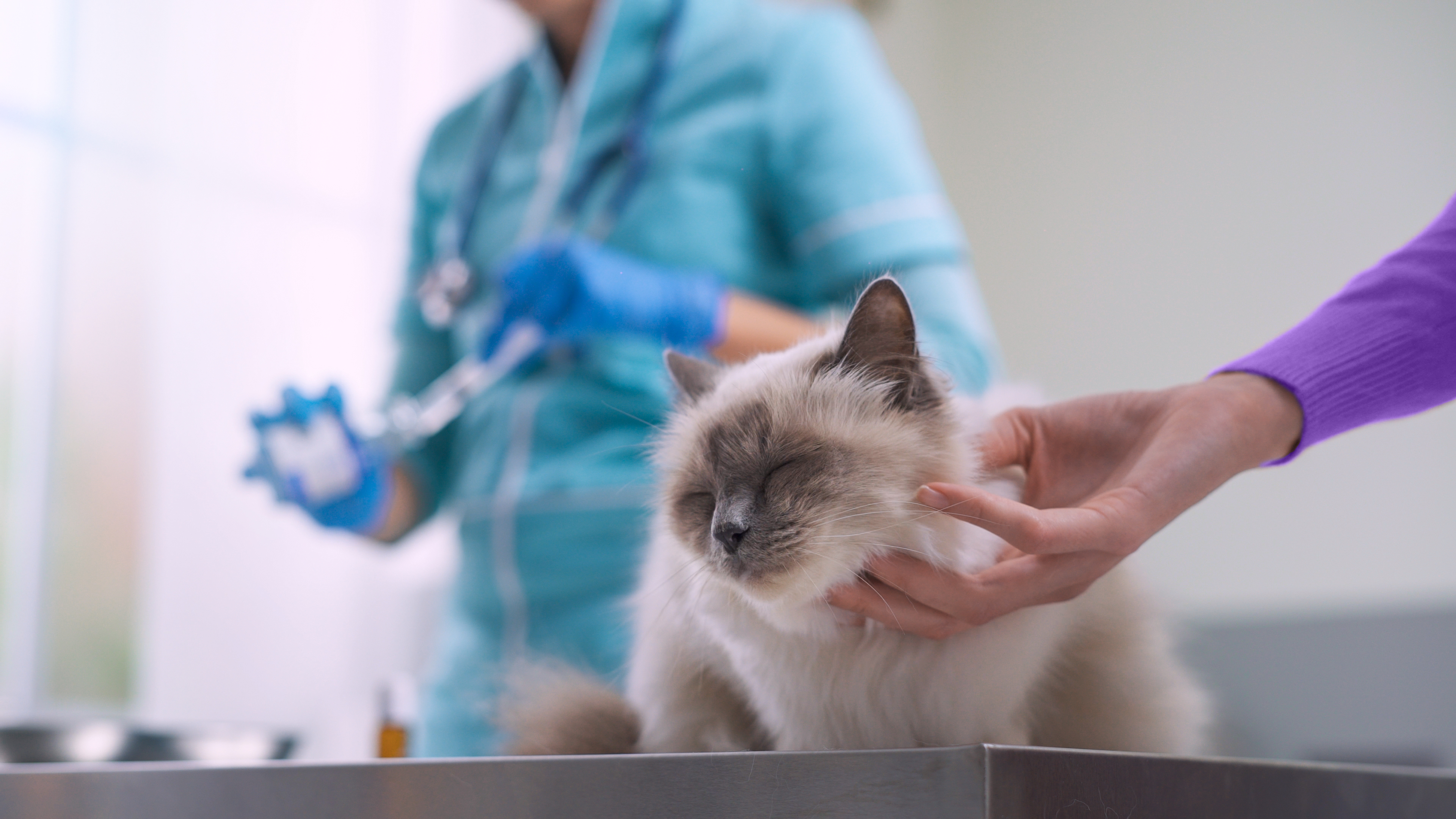 Kitten and cat vaccinations