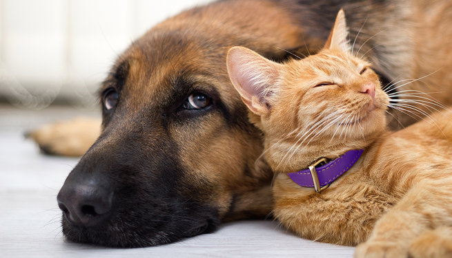 Preventing pet theft