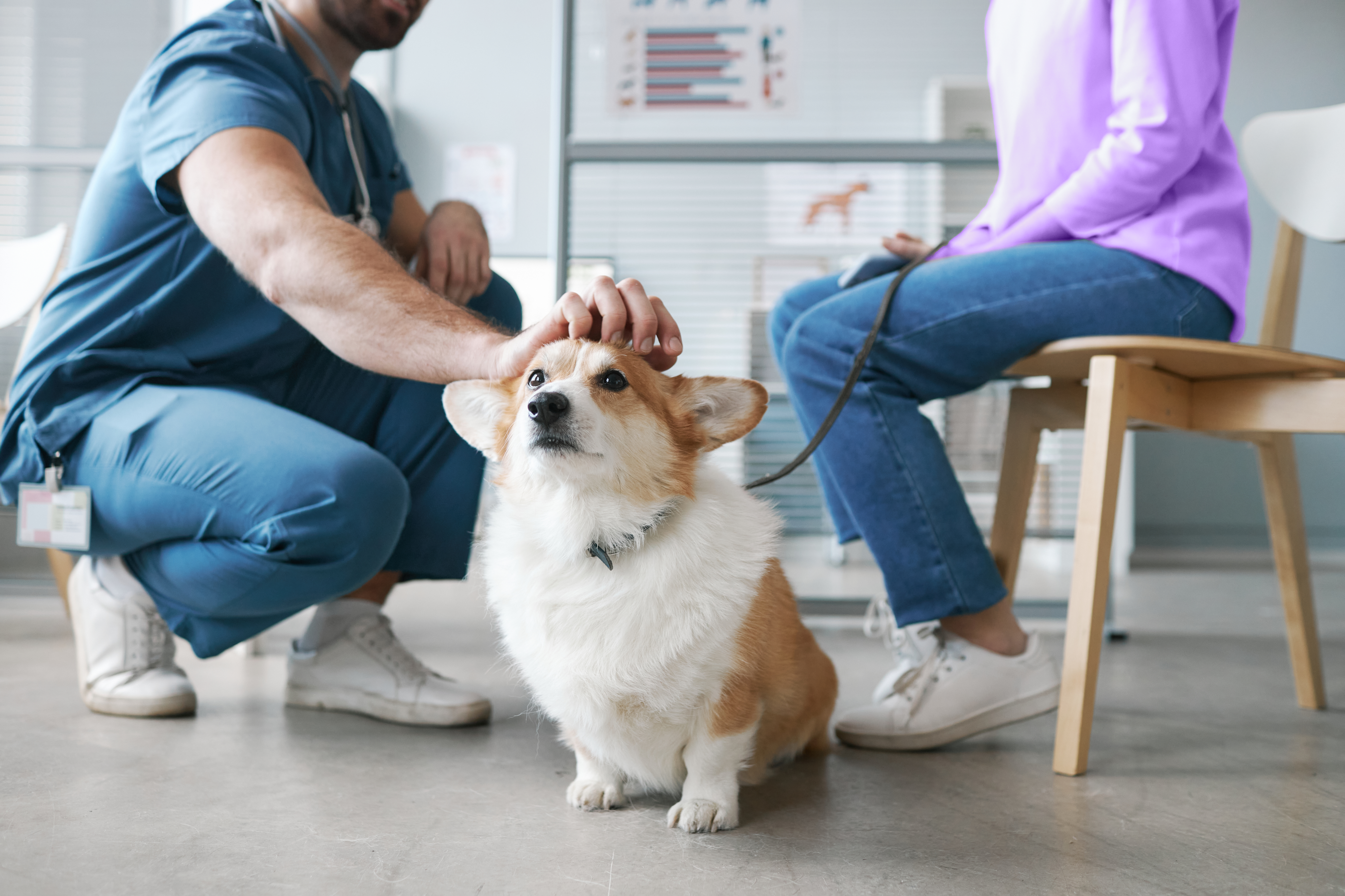 Dog and puppy vaccinations