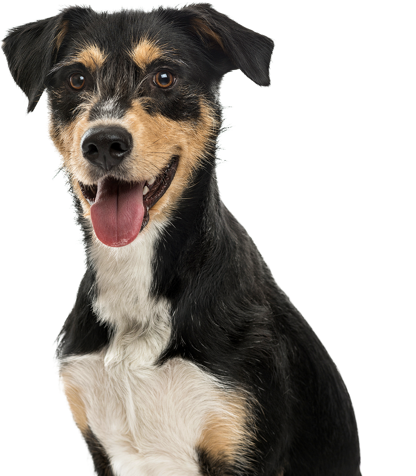 Mixed breed