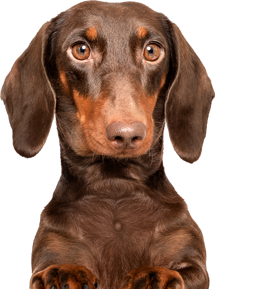 Dachshund