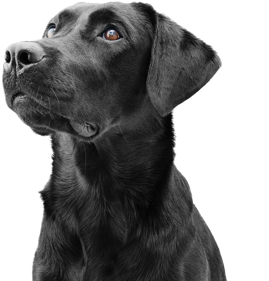 Labrador 