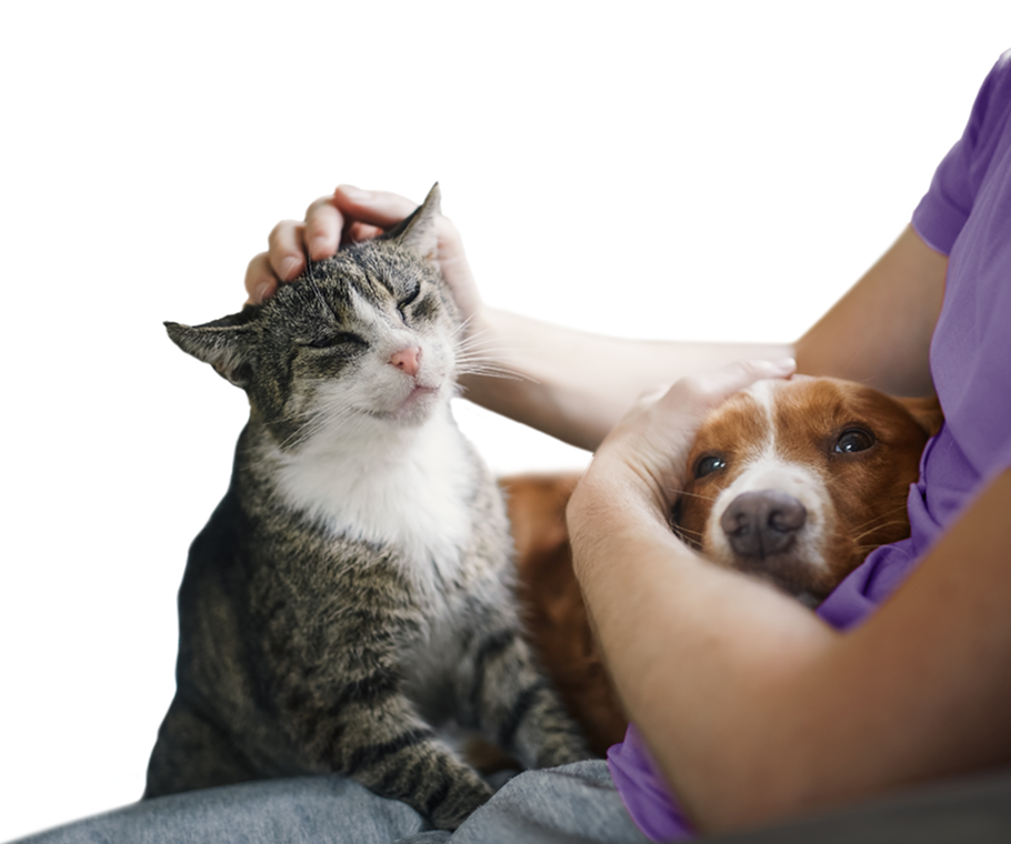 Pet insurance FAQs