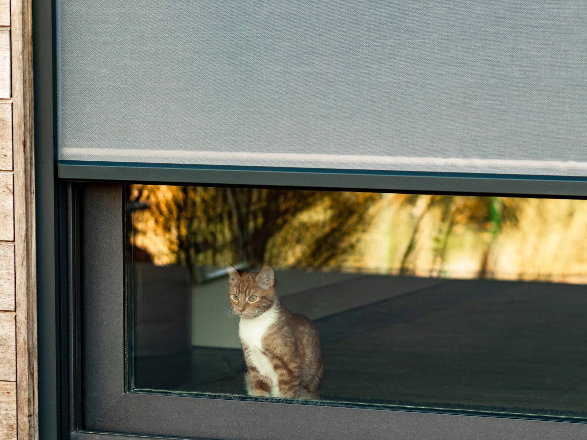 Brustor Solar‑ZIP‑screen aan een moderne gevel, met gefilterd daglicht boven een raam waar een kat binnen zit