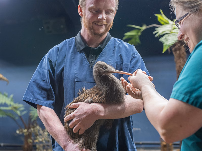 gently hold a kiwi bird in a lush indoor setting with large ferns in the background.