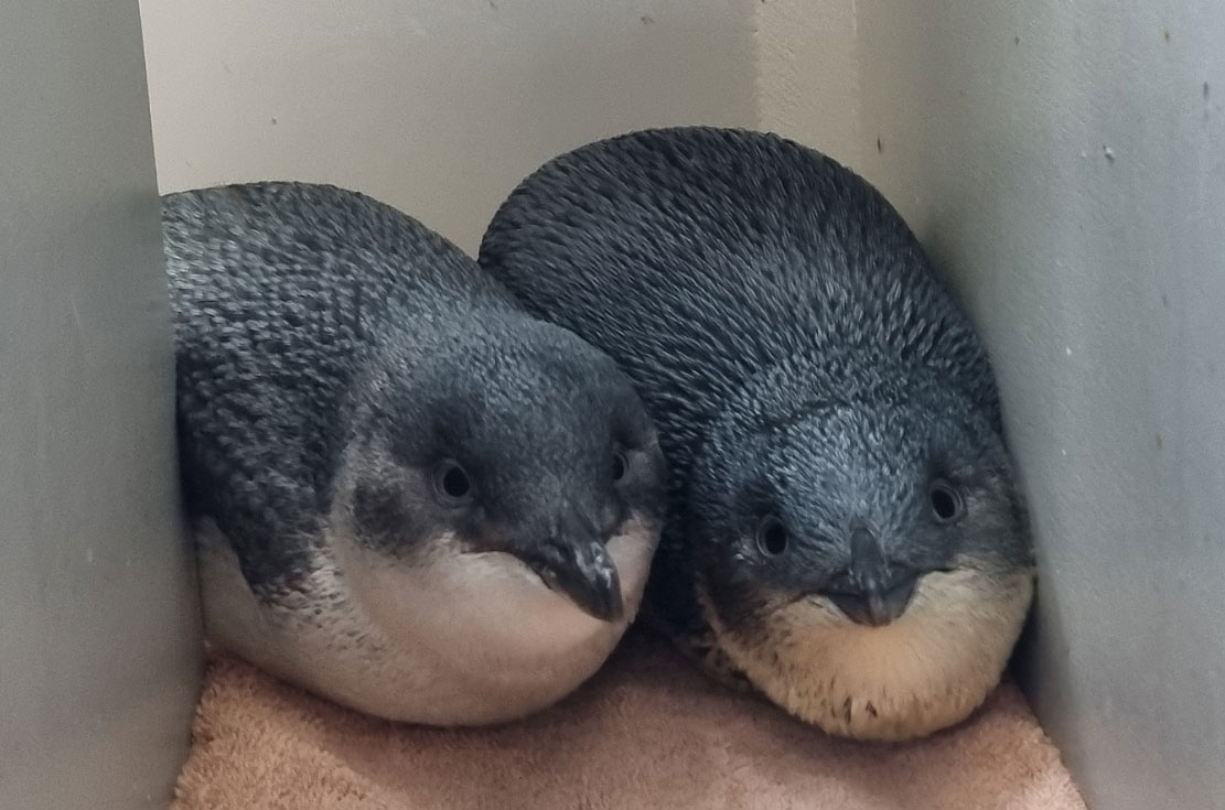 Bridge and Stumpy, special Little Blue Penguins