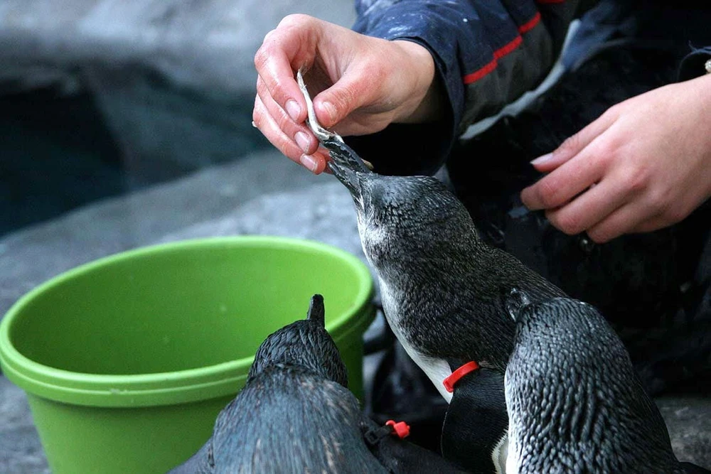 Person feeding fish to penguins, with penguins eagerly reaching for the food.