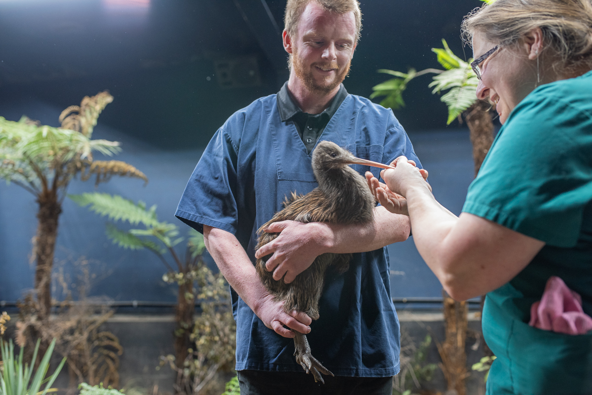 Two people care for a kiwi bird indoors, one holding it while the other feeds it with a syringe
