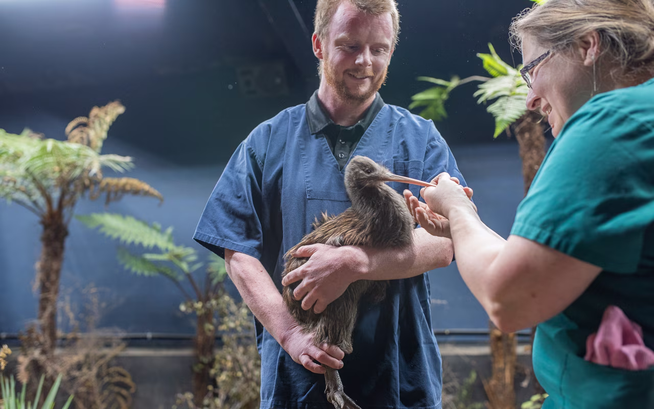 Two people care for a kiwi bird indoors, one holding it while the other feeds it with a syringe