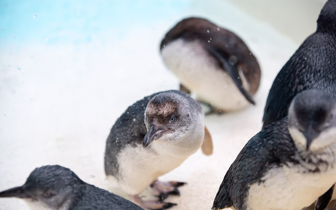 A group of penguins with wet feathers stands on a sandy surface near water