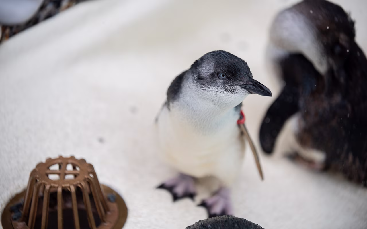 A small penguin stands on a textured white surface with another penguin in the background.