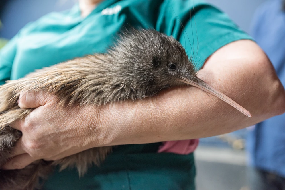 Person gently holding a kiwi bird with a long beak, showcasing its fluffy brown feathers.