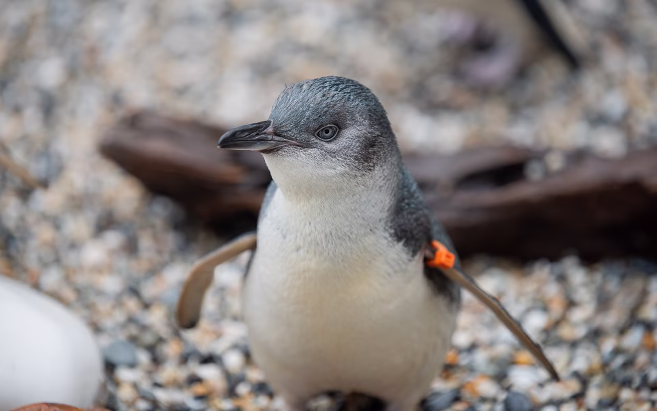 A small penguin with a gray and white body stands on a pebbled surface, wearing an orange tag on its wing.