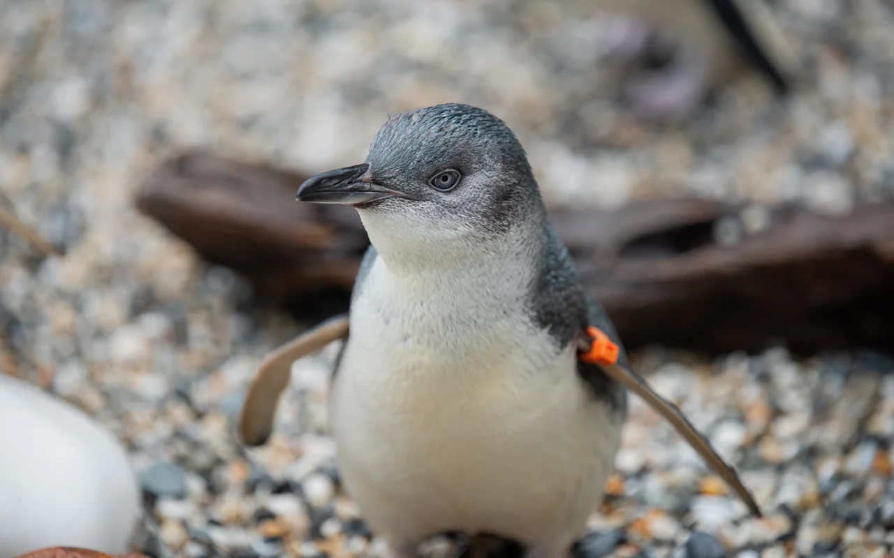 A small penguin with a gray and white body stands on a pebbled surface, wearing an orange tag on its wing.