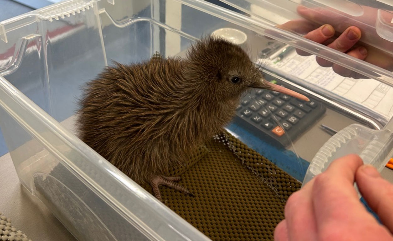Kiwi Haast tokoeka chick