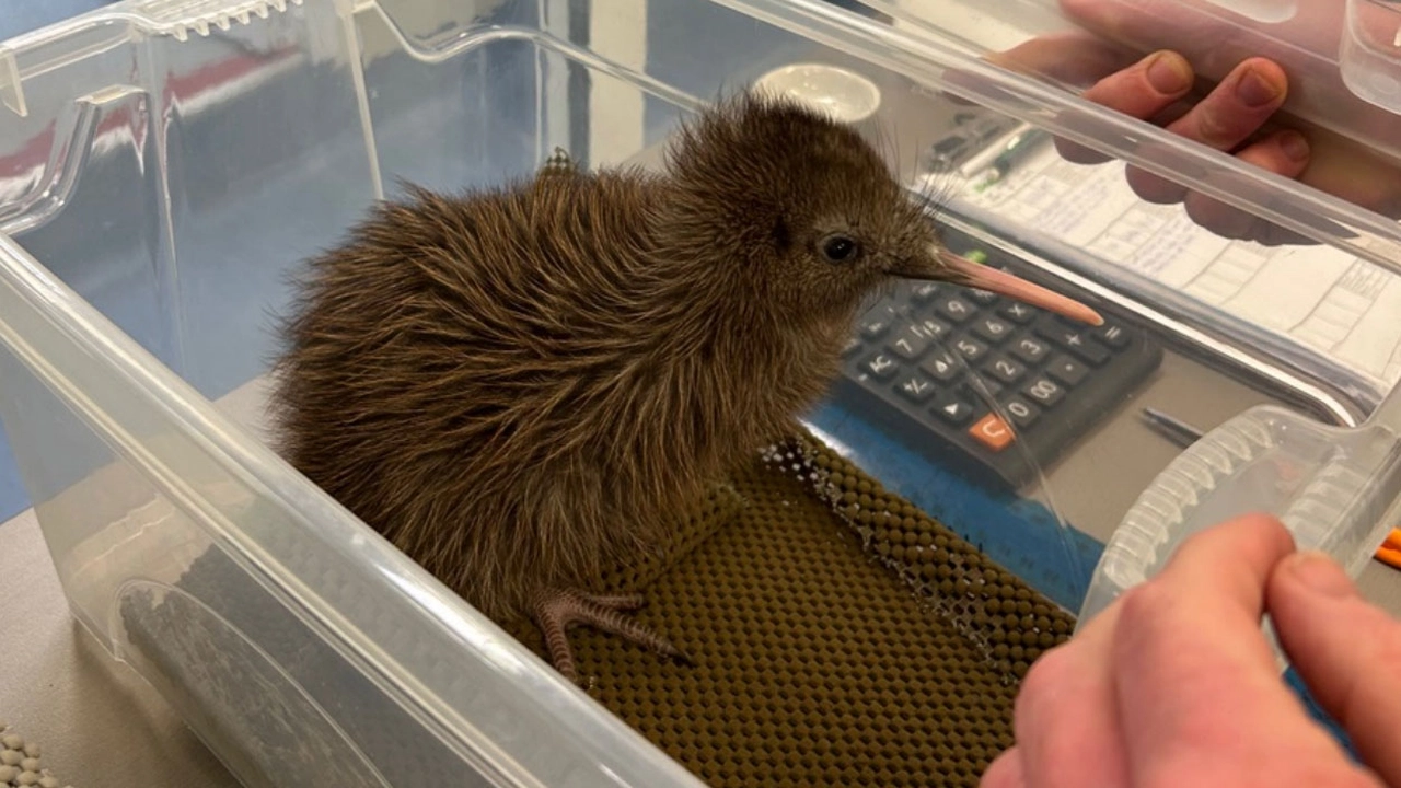 Kiwi Haast tokoeka chick