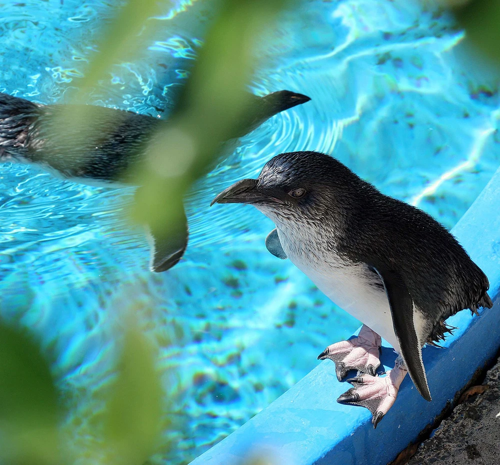 A small penguin stands on the edge of a blue pool, with another swimming in the water. Green leaves partially frame the scene.