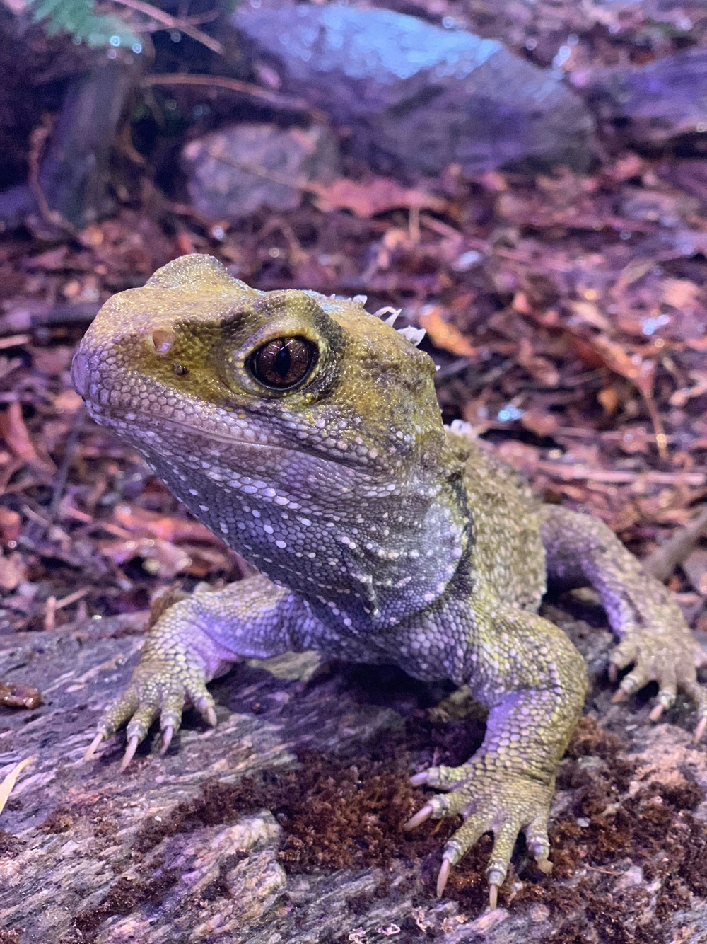A close-up of a tuatara on a rocky, forest floor. The reptile has textured, greenish skin and large eyes, with a blurred natural background.