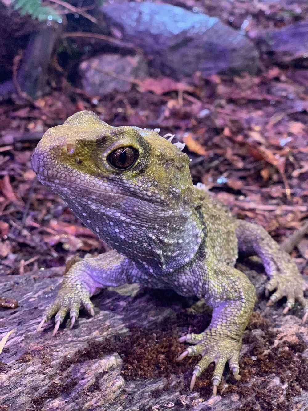 A close-up of a tuatara on a rocky, forest floor. The reptile has textured, greenish skin and large eyes, with a blurred natural background.