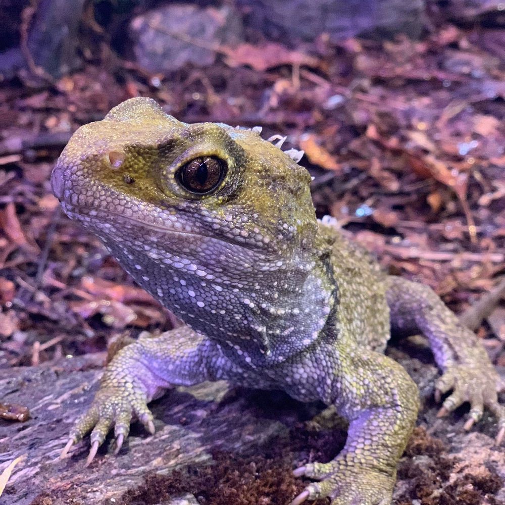 A close-up of a tuatara on a rocky, forest floor. The reptile has textured, greenish skin and large eyes, with a blurred natural background.