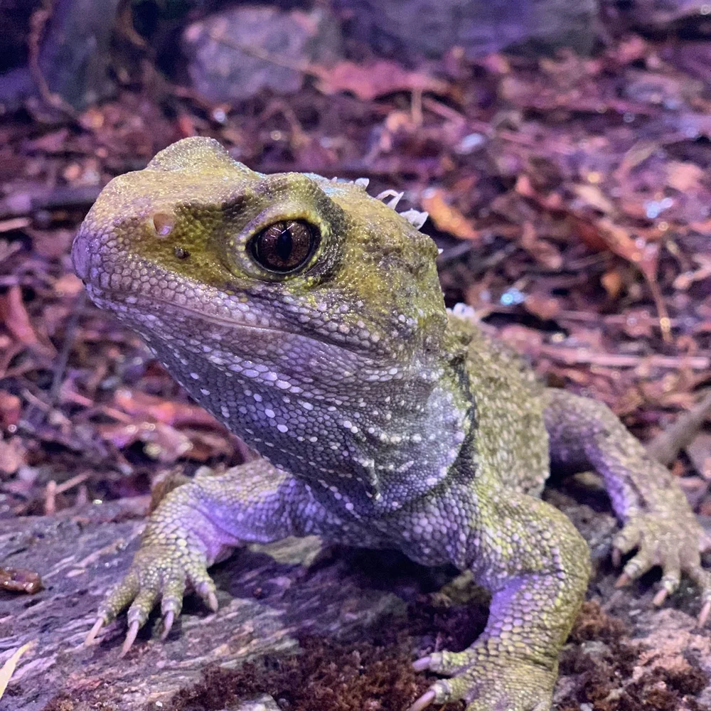 A close-up of a tuatara on a rocky, forest floor. The reptile has textured, greenish skin and large eyes, with a blurred natural background.