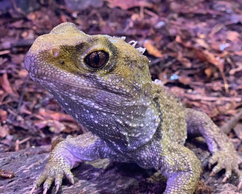 A close-up of a tuatara on a rocky, forest floor. The reptile has textured, greenish skin and large eyes, with a blurred natural background.