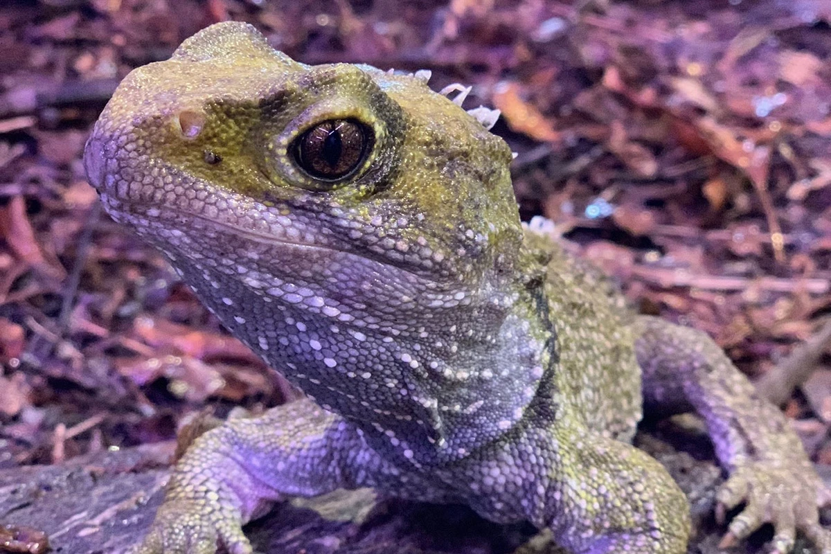 A close-up of a tuatara on a rocky, forest floor. The reptile has textured, greenish skin and large eyes, with a blurred natural background.