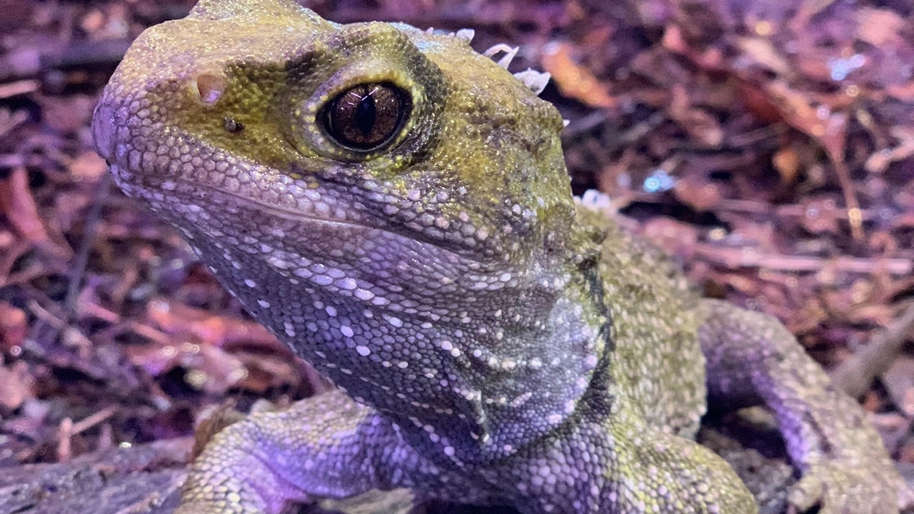 A close-up of a tuatara on a rocky, forest floor. The reptile has textured, greenish skin and large eyes, with a blurred natural background.