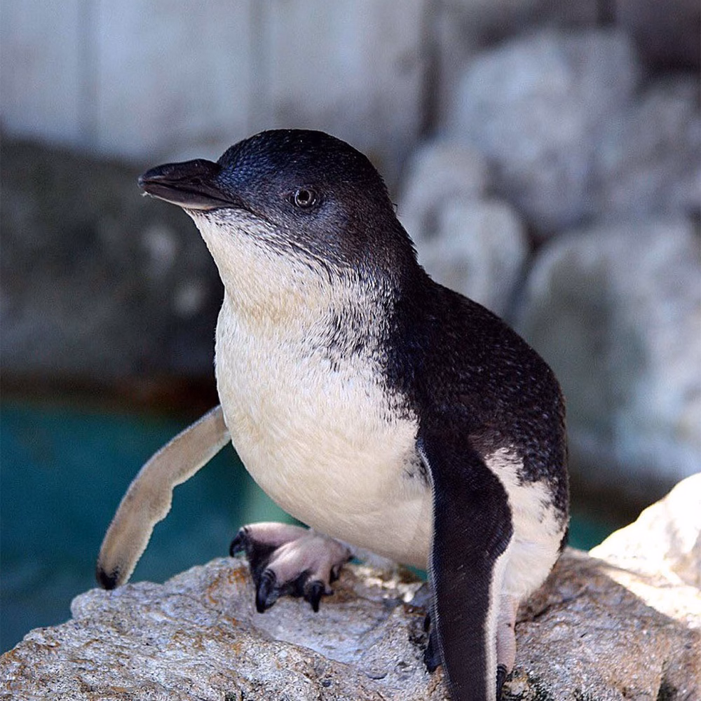 A small penguin with black and white feathers stands on a rocky surface near water